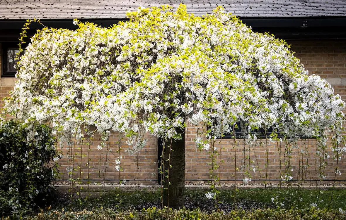 medical video production services memorial content